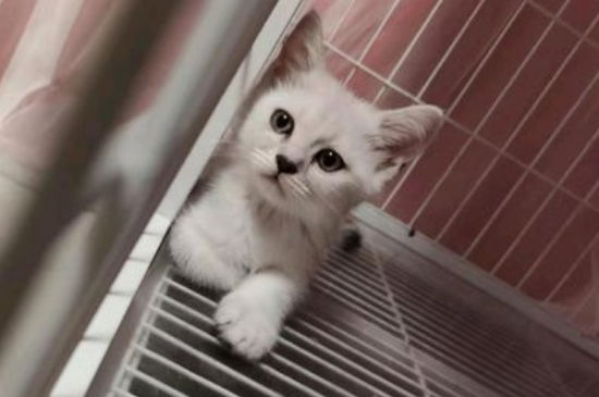 猫眼睛上面毛稀疏发红