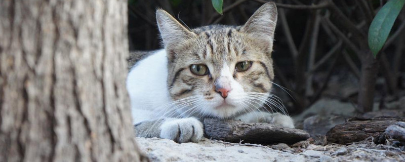 流浪猫跟着我预示什么