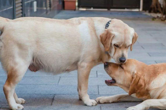 狗狗为什么会讨厌主人