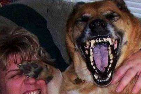 狗有狂犬病的症状
