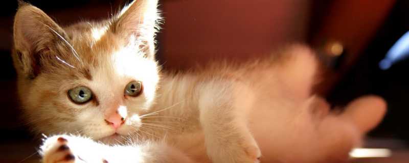 猫口臭怎么治