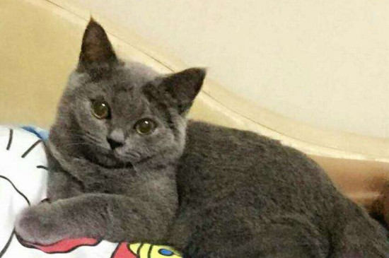 蓝猫和暹罗猫串什么样