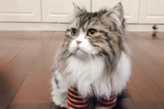 猫猫觉得热的表现
