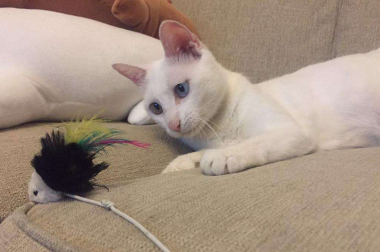 小猫屁股有虫子怎么办