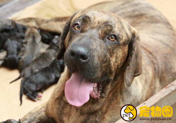 巴西非勒犬有多猛，攻击性强被多国禁止饲养