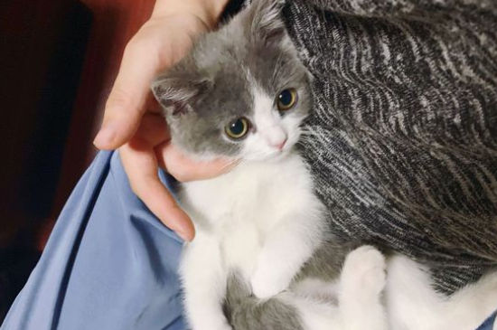 猫突然小便频繁