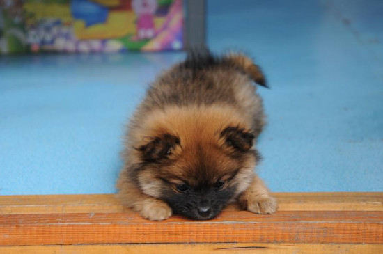 幼犬多少度觉得冷