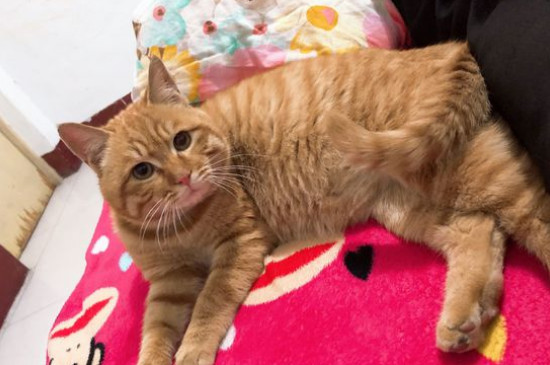 橘猫千万不能养，比较贪吃不爱运动导致很容易长胖