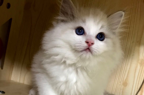 被猫喜欢预示着什么