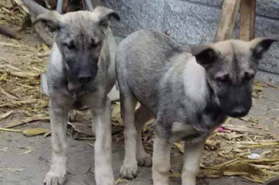 狼青幼犬怎么喂养，合理喂食适当补充营养调理肠胃