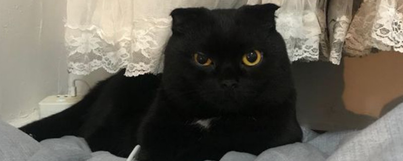 折耳猫怎么才能不发病