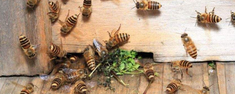 蜜蜂冬天怎么过冬