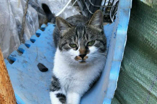 猫咪吃什么吐什么