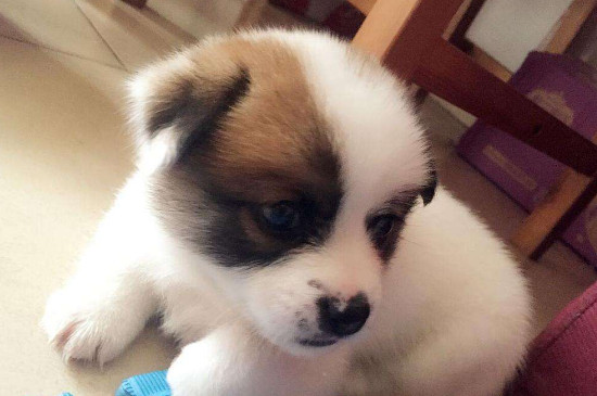 珍珠犬好养吗