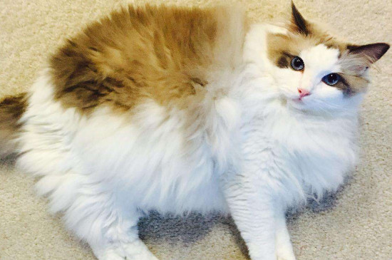 猫突然不粘人预示什么