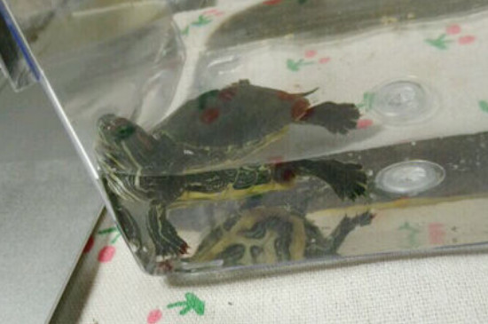 乌龟感冒和肺炎的区别