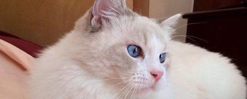 猫咪呼噜声代表什么