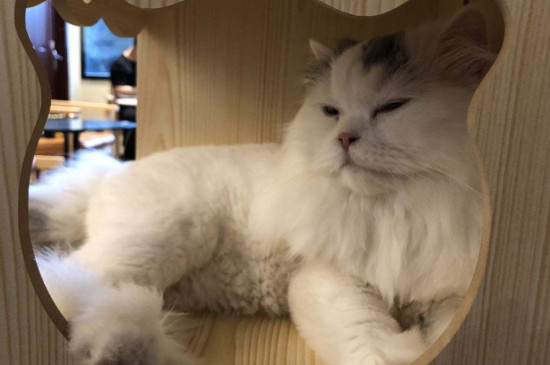猫咪自己在家一周可以吗