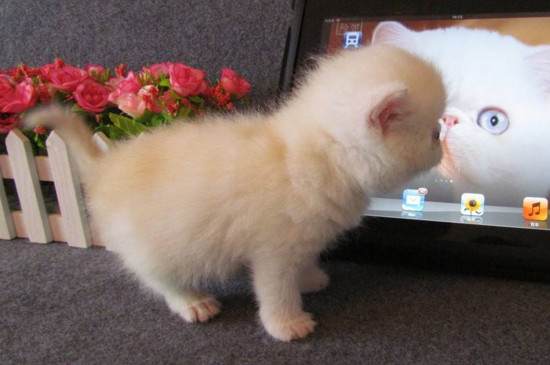 养加菲猫的好处