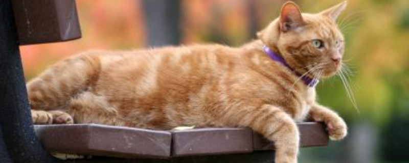 为什么说橘猫爱咬人