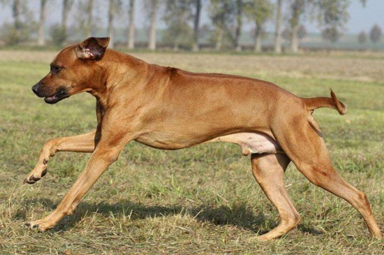 养狗狗的注意事项，新手饲养宠物犬的5个禁忌