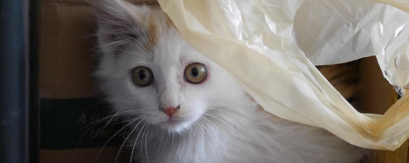 猫粮泡软到什么程度
