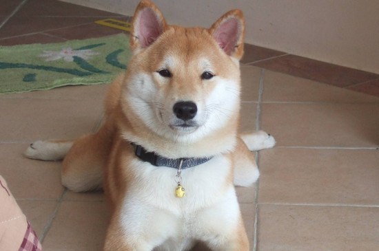 为什么养柴犬的的人少，精力旺价格贵还掉毛严重