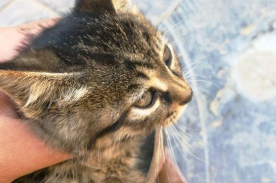 猫咪应激反应
