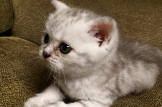 猫咪夏天要剃毛吗