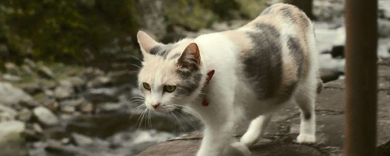 流浪猫怎么养成宠物猫