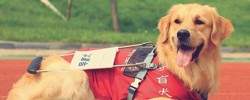 导盲犬可以进入公共场所吗?