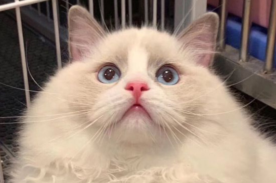 什么导致母猫生死胎