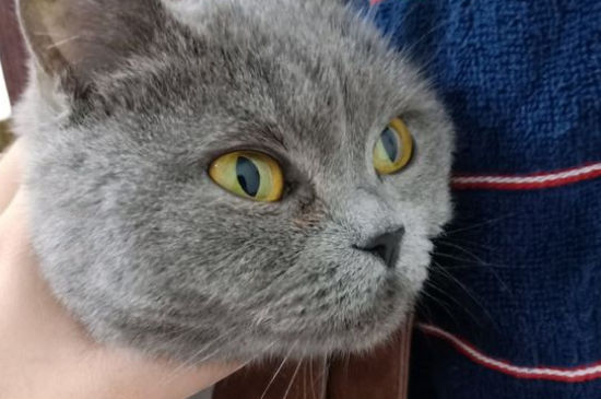 猫吐红色液体跟血似的