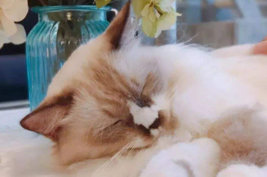 养猫不给吸是什么意思