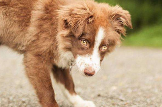 3个月的小狗有狂犬病吗