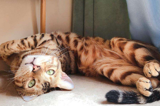豹猫只认一个主人吗