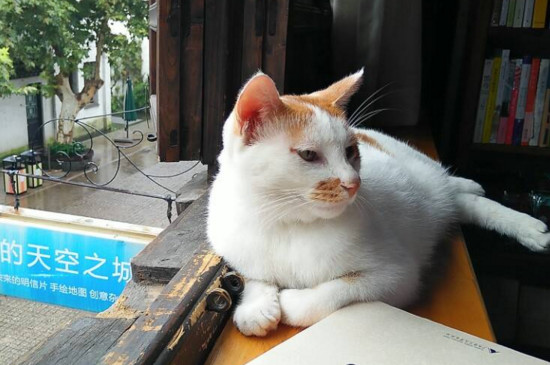 母猫乳房特别大硬块