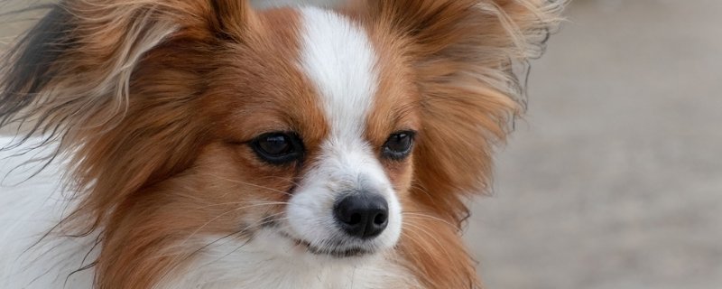 狗不听话打哪里