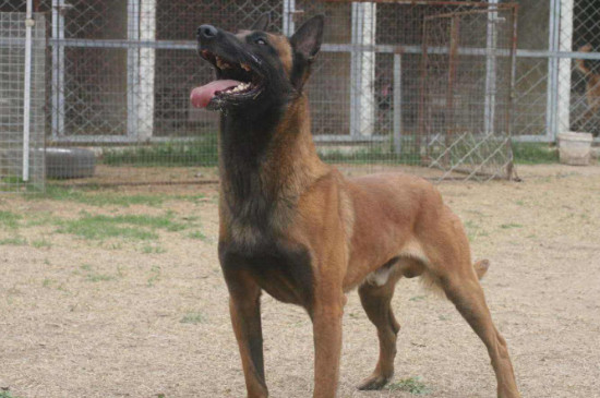 马犬记仇吗