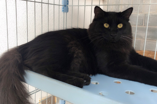 猫鼻支潜伏期症状