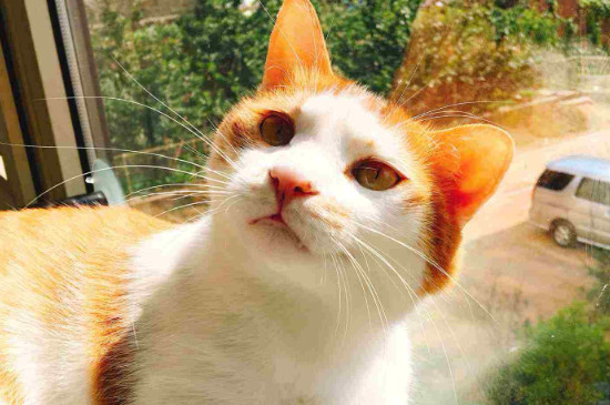 猫牙掉了还会长出来吗，猫牙掉了多久能长出来
