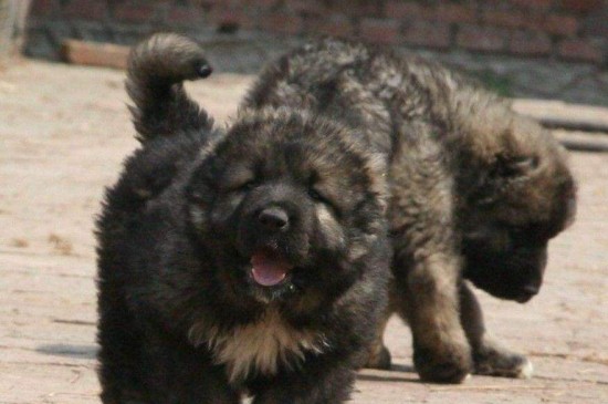 家庭养高加索犬可怕吗，高大凶猛很可怕要从小开始驯服