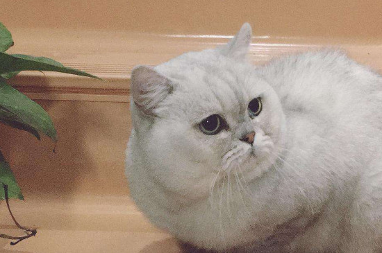 母猫发情表现