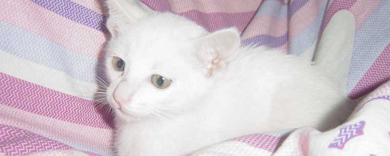 猫咪大便带血精神很好