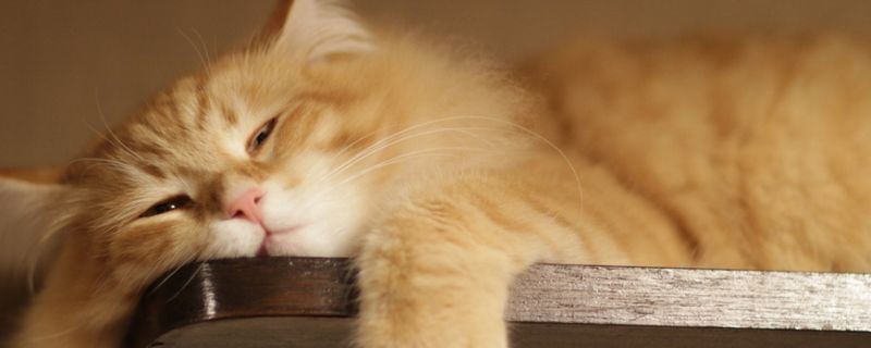 猫生产前的准备