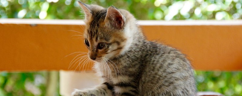 猫藓的症状