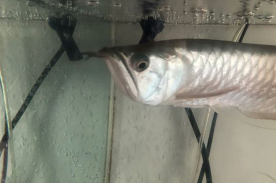 银龙鱼不吃食能活多久