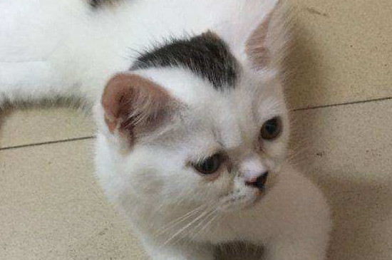 小猫几个月性格才稳定