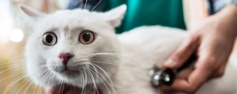 猫瘟会得两次吗