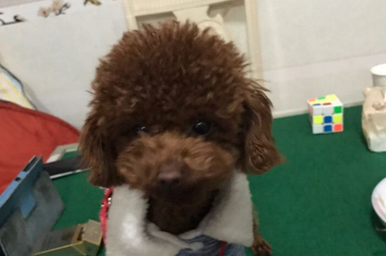 泰迪去除牙结石小妙招